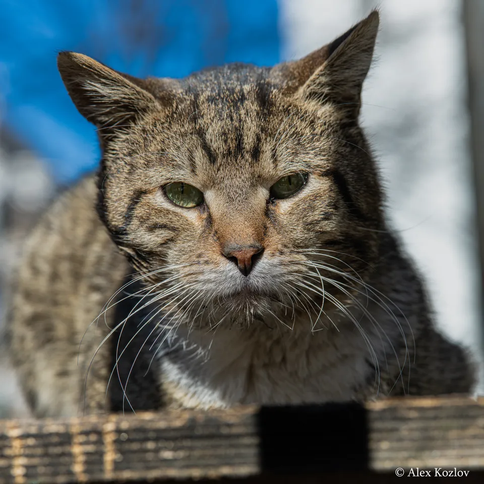 Домашняя кошка