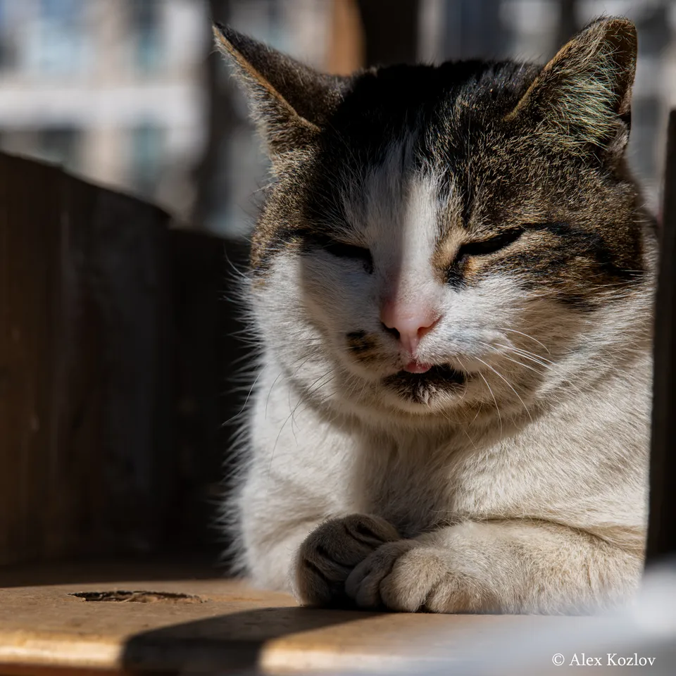 Домашняя кошка