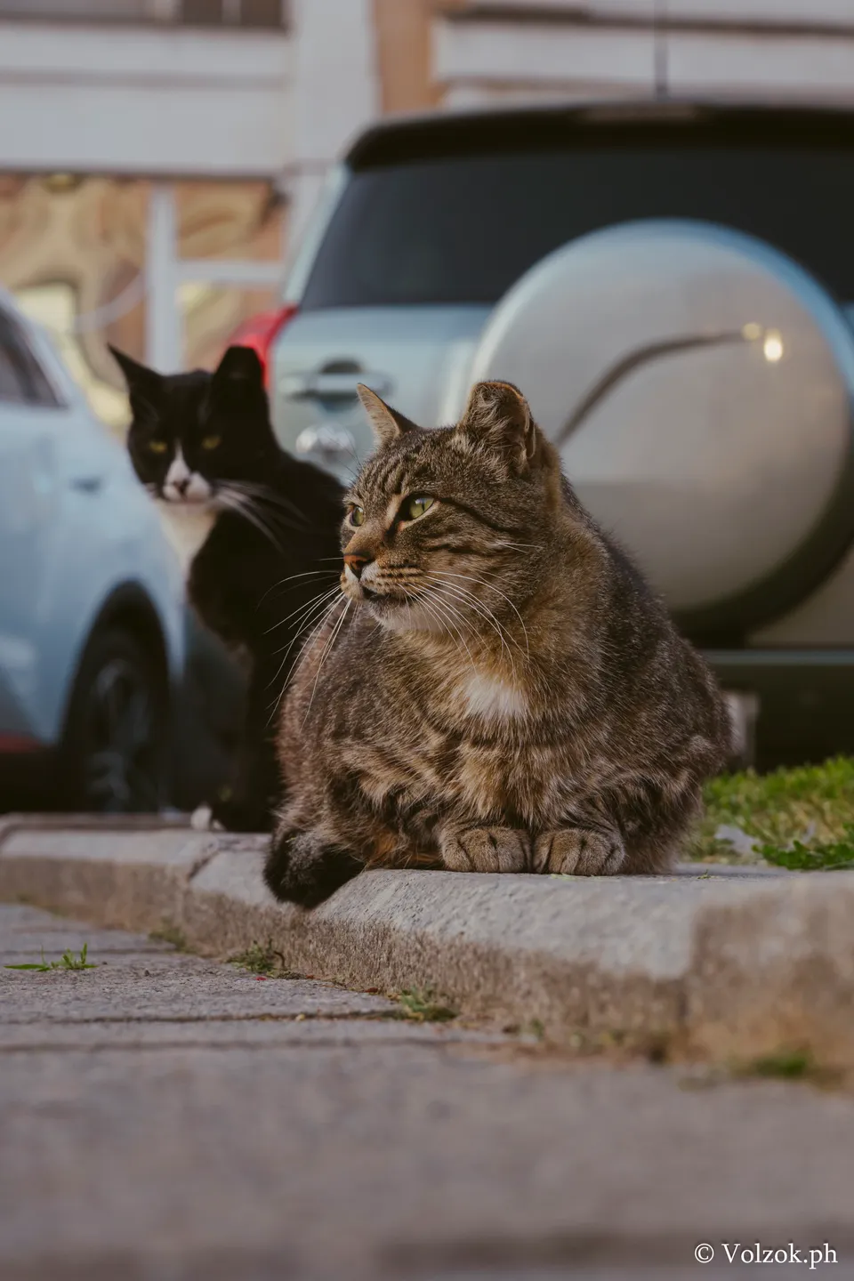 Домашняя кошка, 2