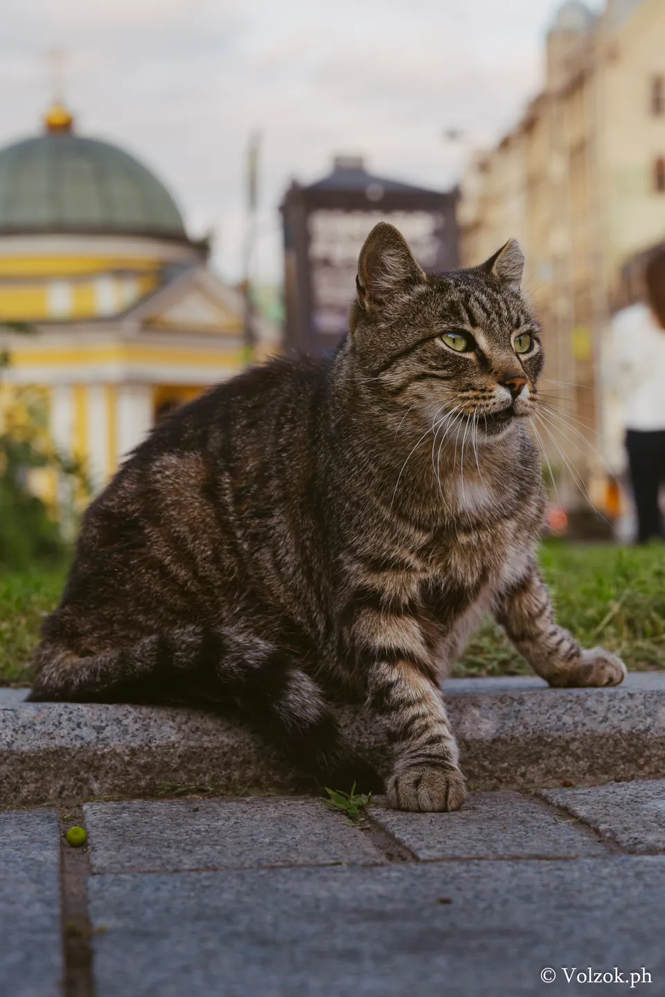 Домашняя кошка