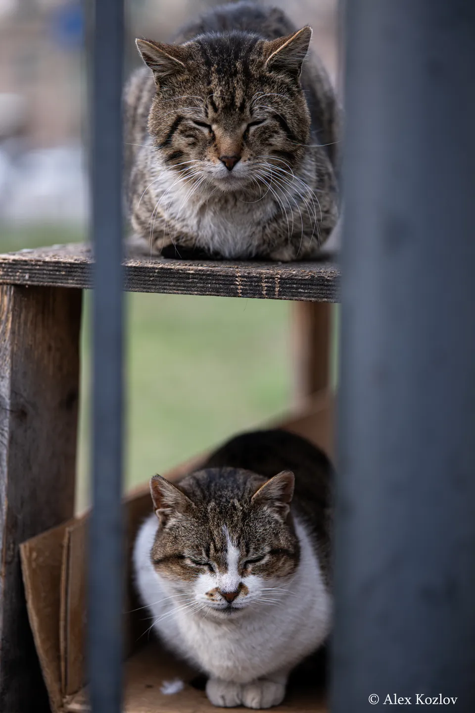 Домашняя кошка, 2, Санкт-Петербург