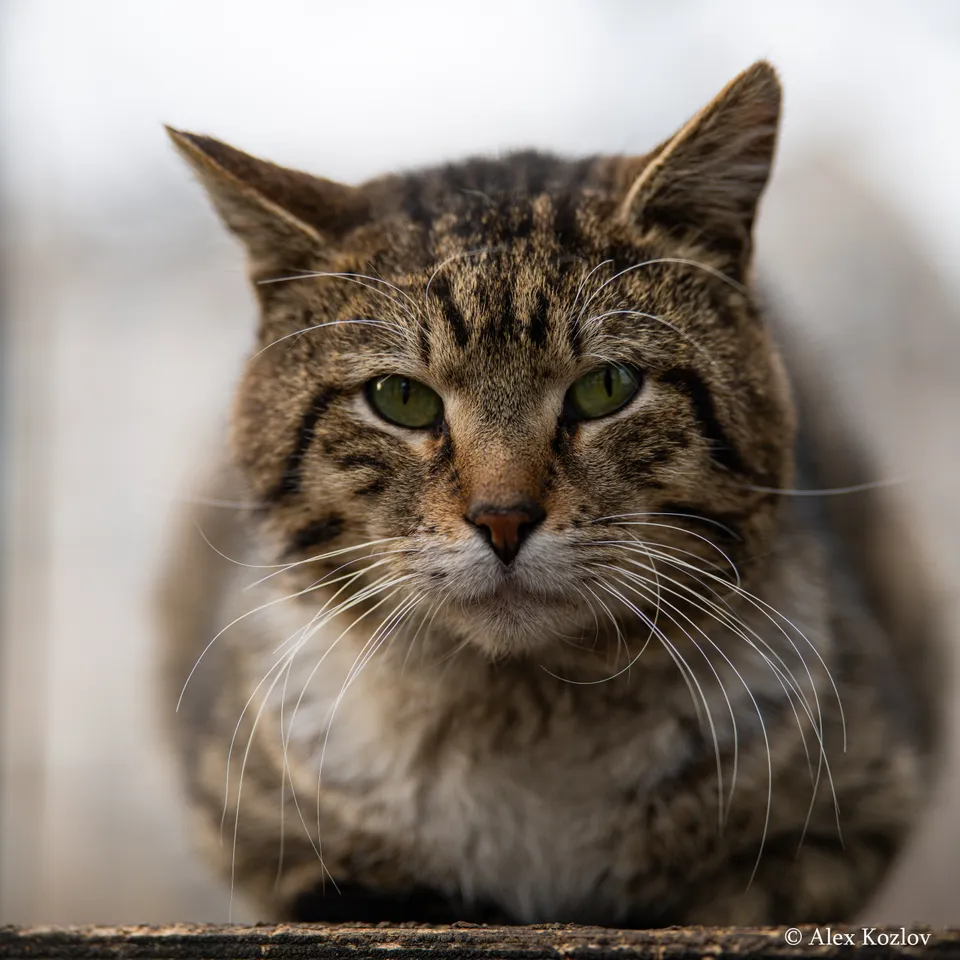 Домашняя кошка, Санкт-Петербург