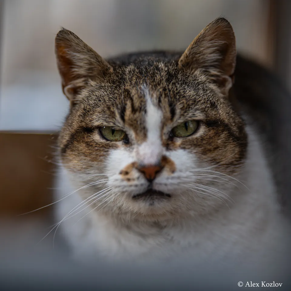 Домашняя кошка, Санкт-Петербург