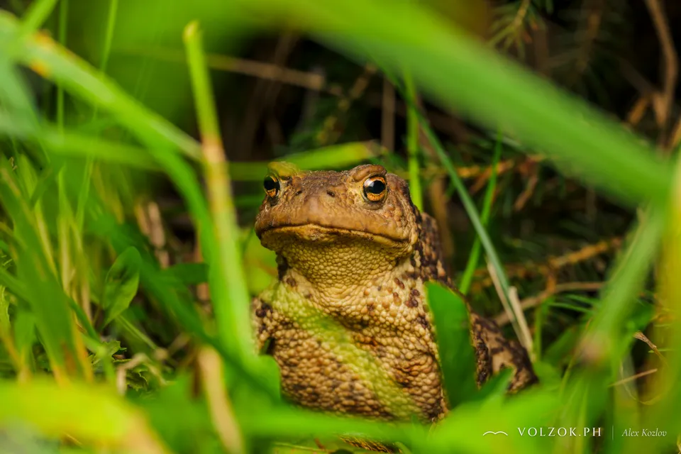 Серая жаба, Карелия