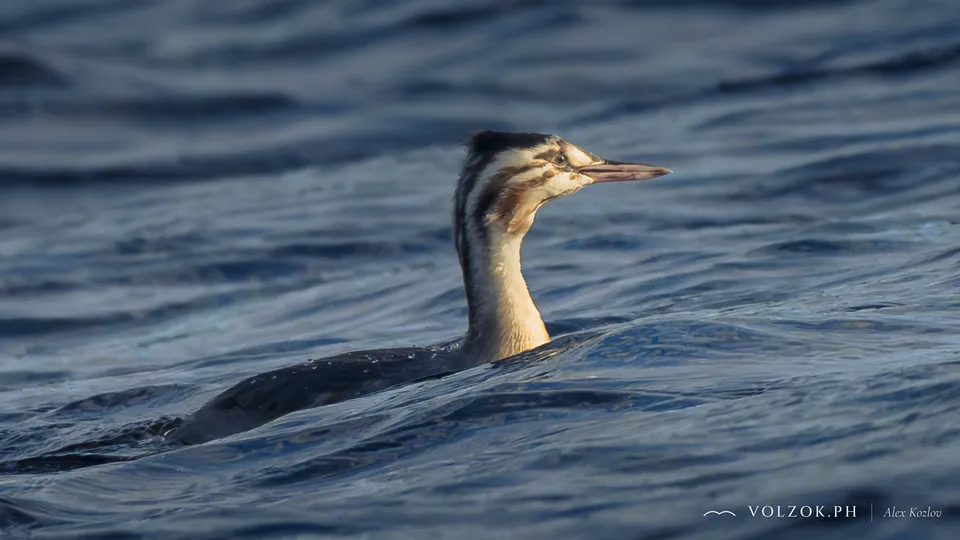 Чомга (большая поганка), молодая, Карелия