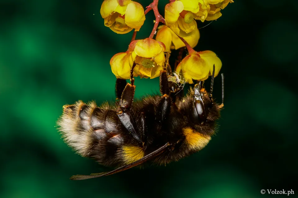 Шмели
