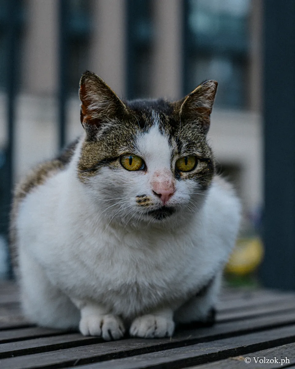 Домашняя кошка, Санкт-Петербург