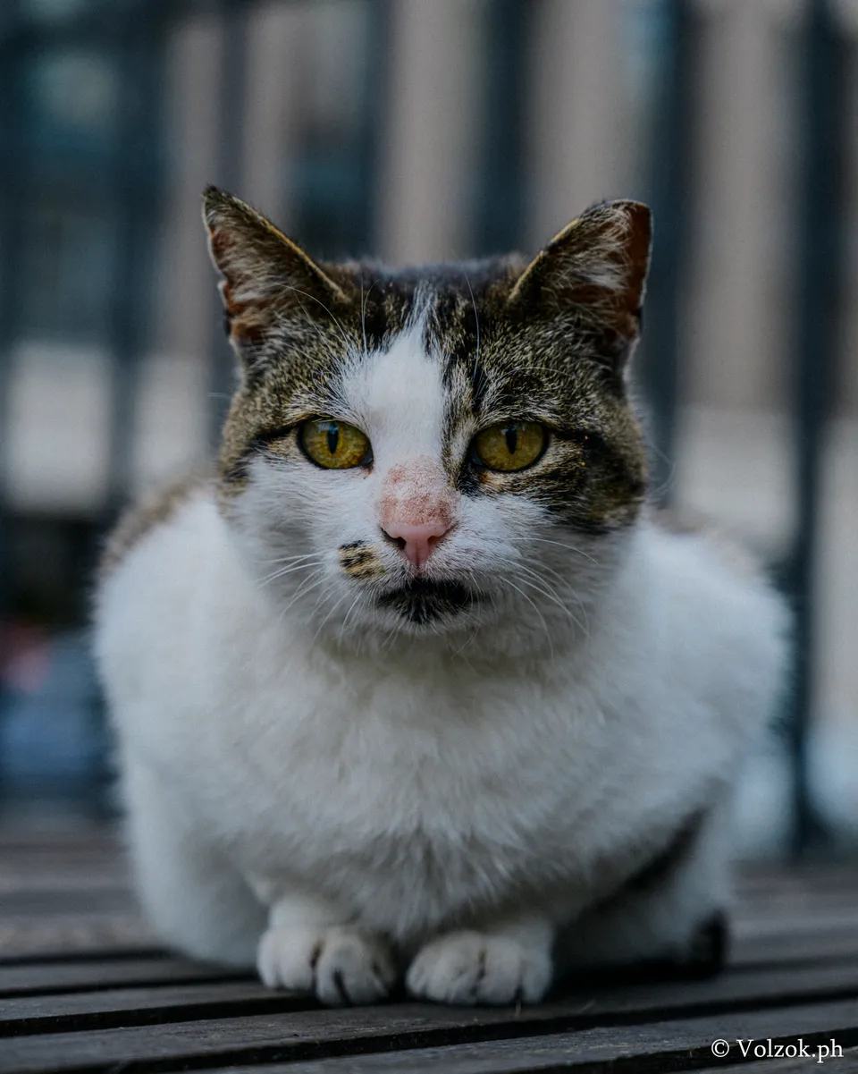 Домашняя кошка, Санкт-Петербург