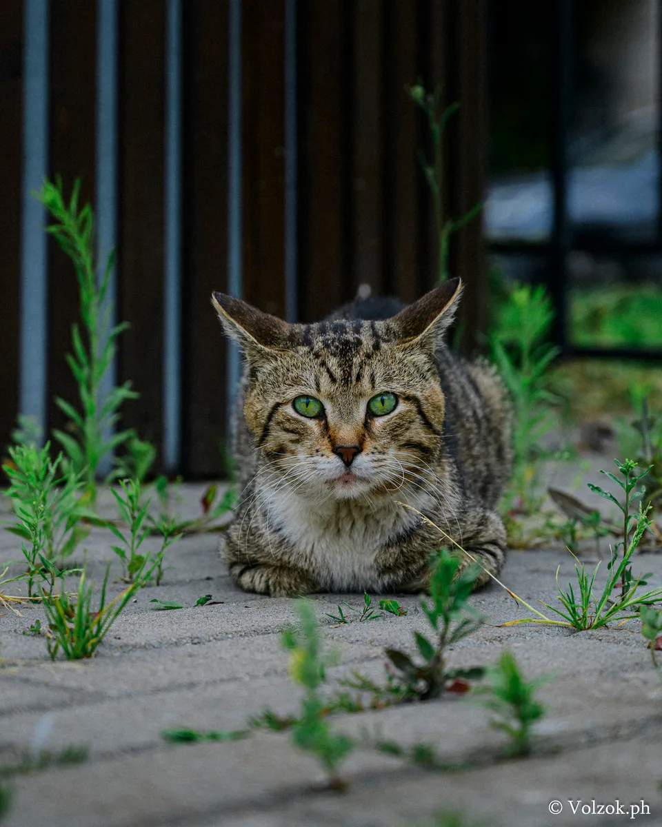 Домашняя кошка, Санкт-Петербург