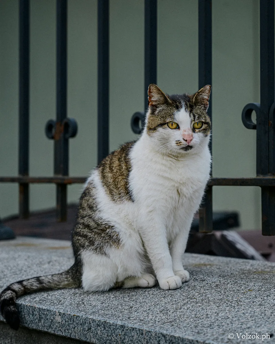 Домашняя кошка, Санкт-Петербург