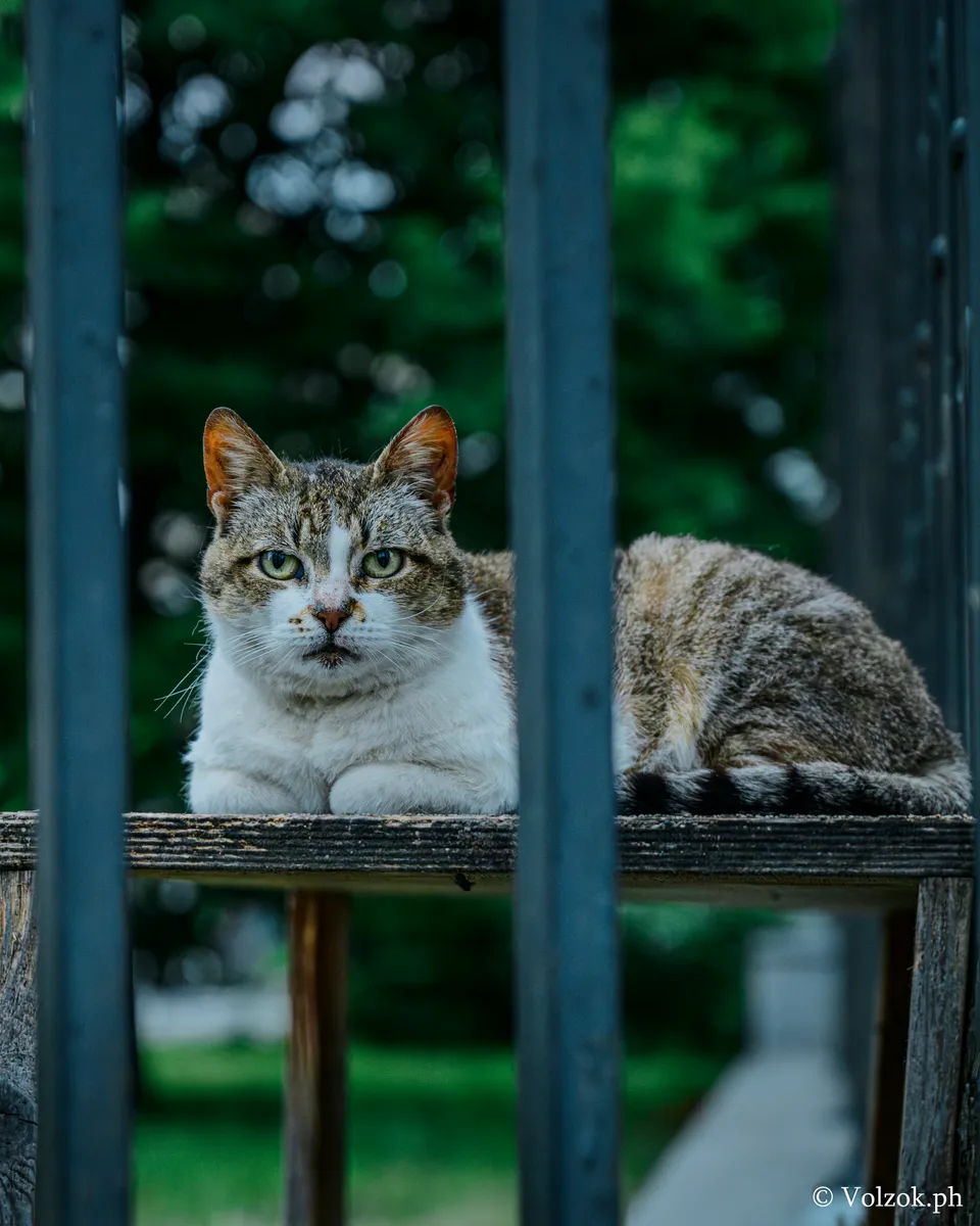 Домашняя кошка, Санкт-Петербург