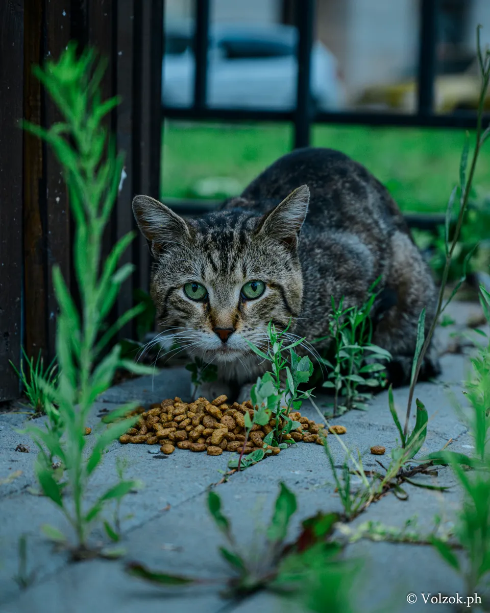 Домашняя кошка, Санкт-Петербург