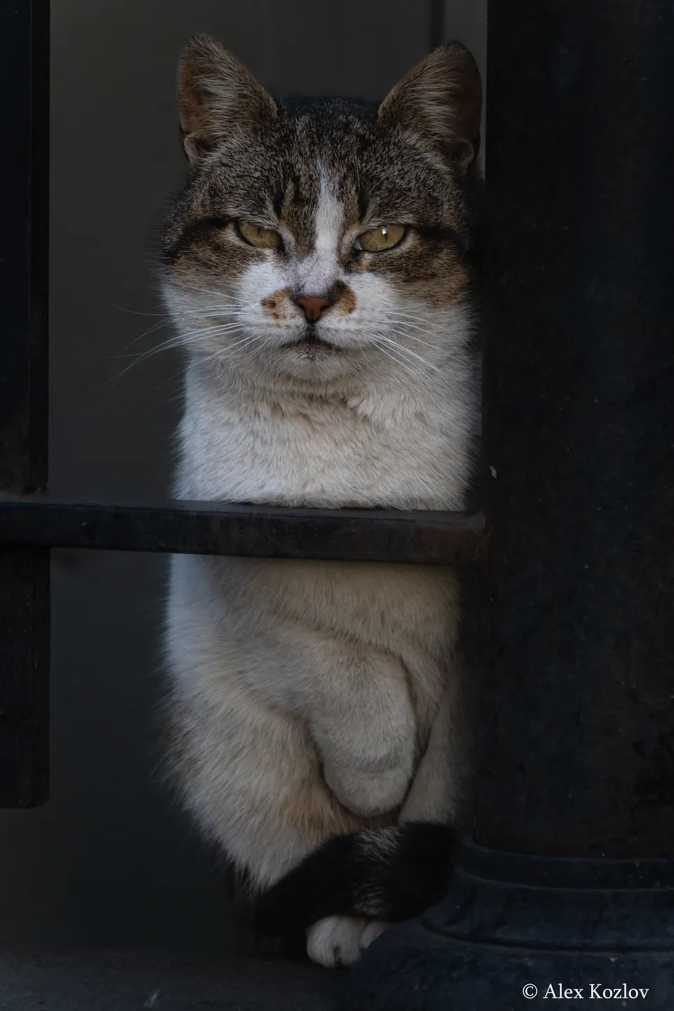 Домашняя кошка