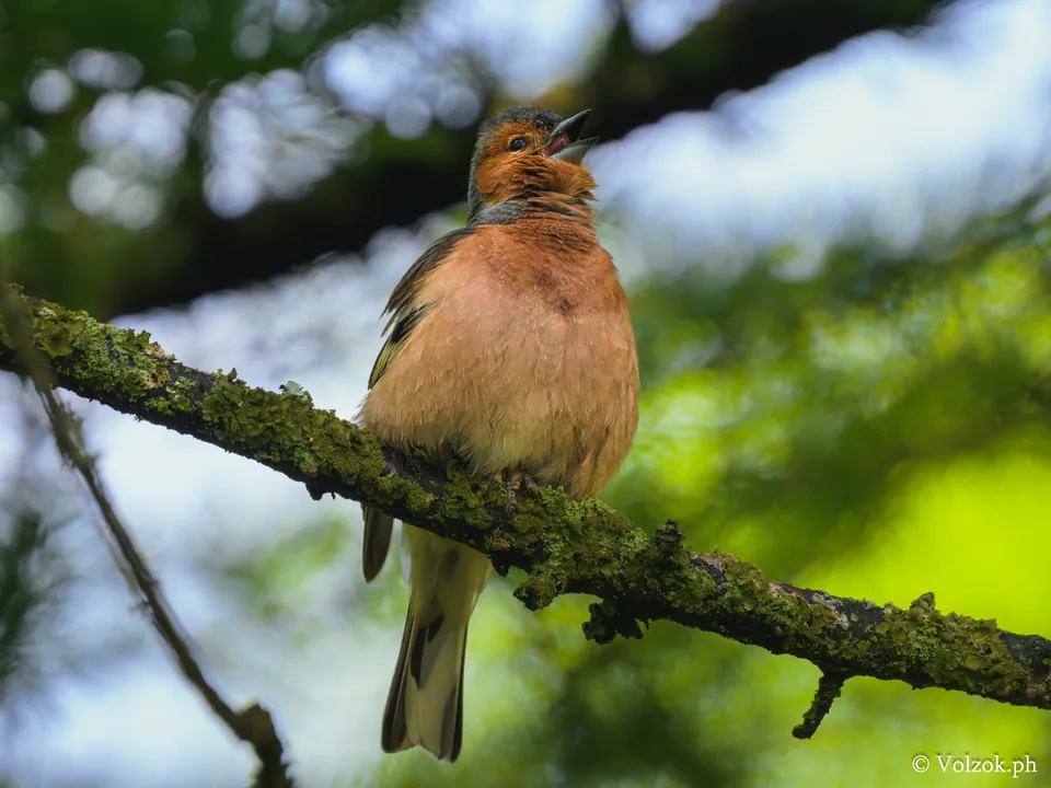 Зяблик, самец