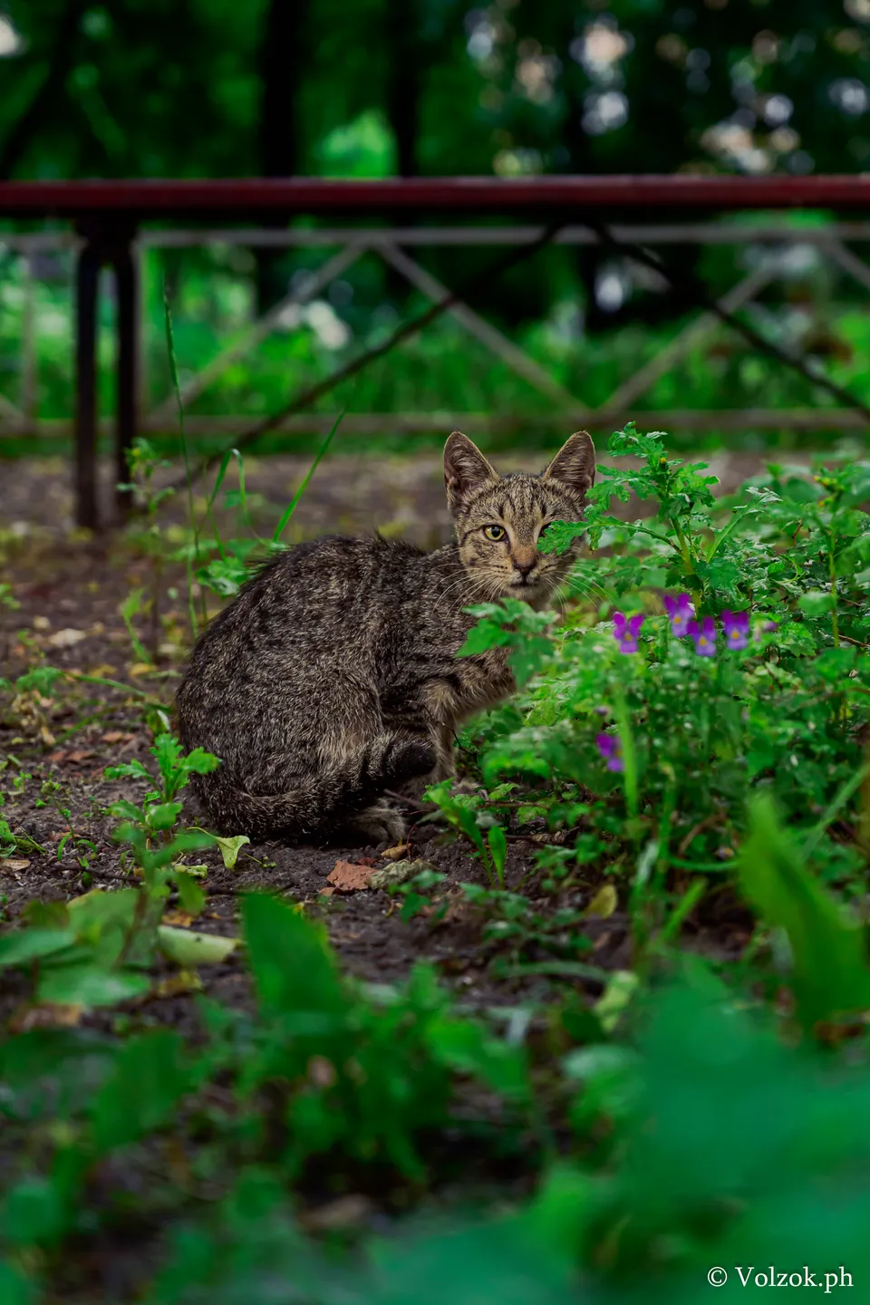 Домашняя кошка, Санкт-Петербург
