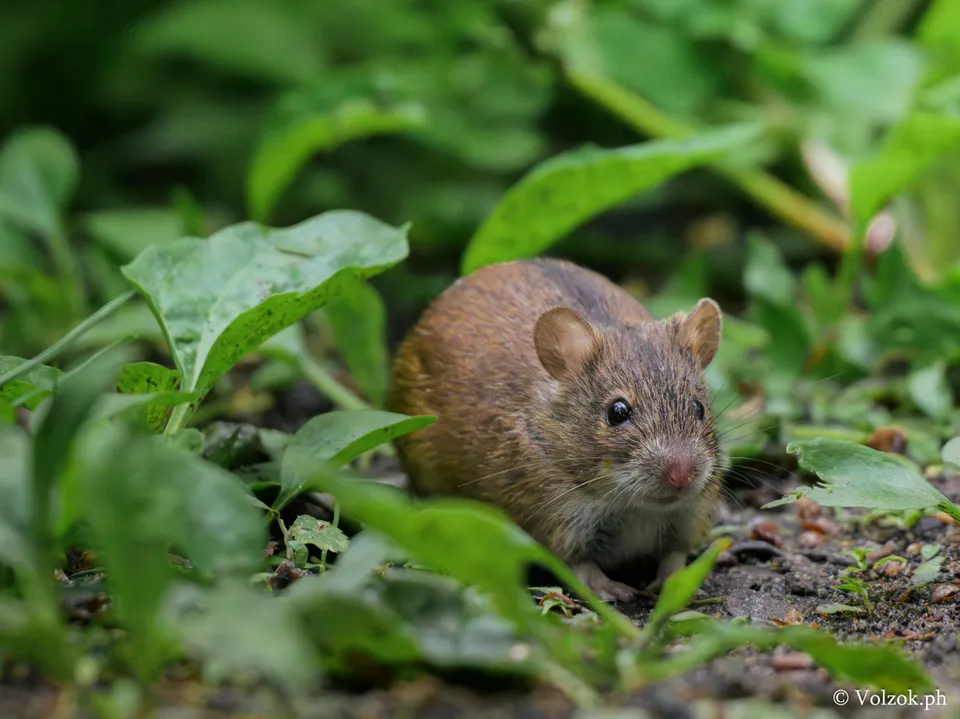 Полевая мышь, Елагин остров