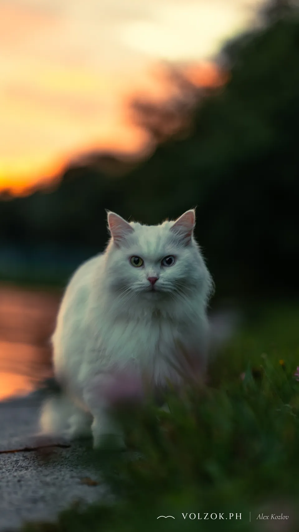 Домашняя кошка, Елагин остров