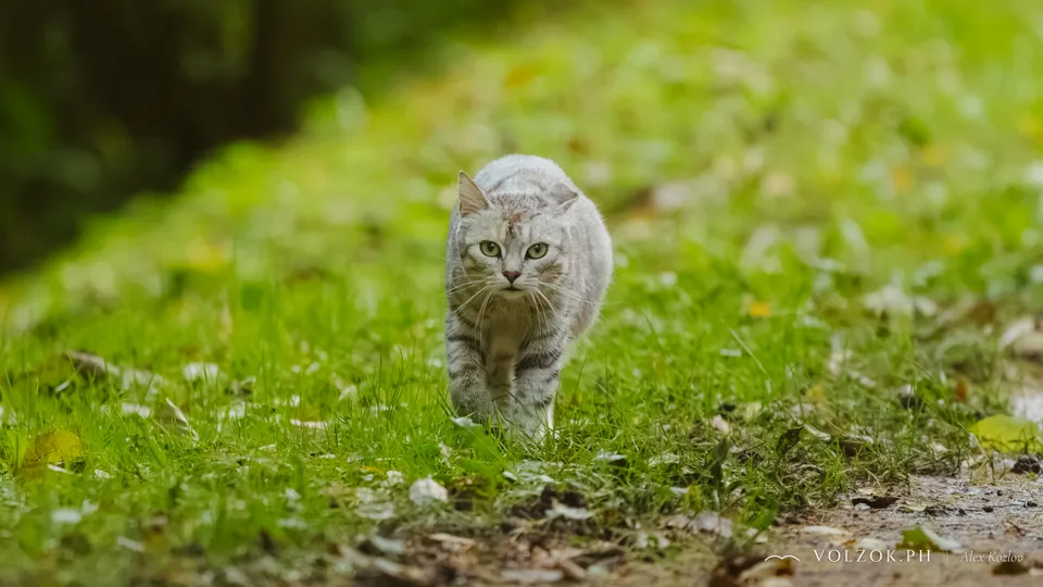 Домашняя кошка