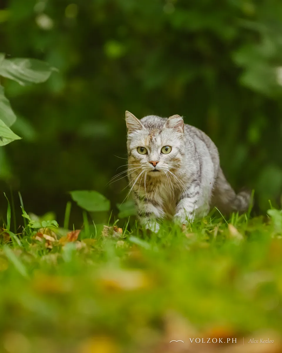 Домашняя кошка
