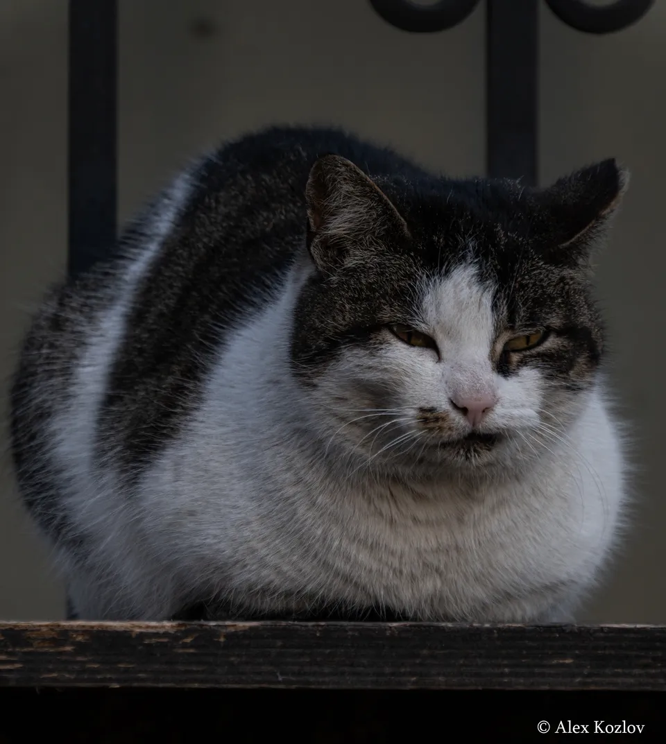 Домашняя кошка