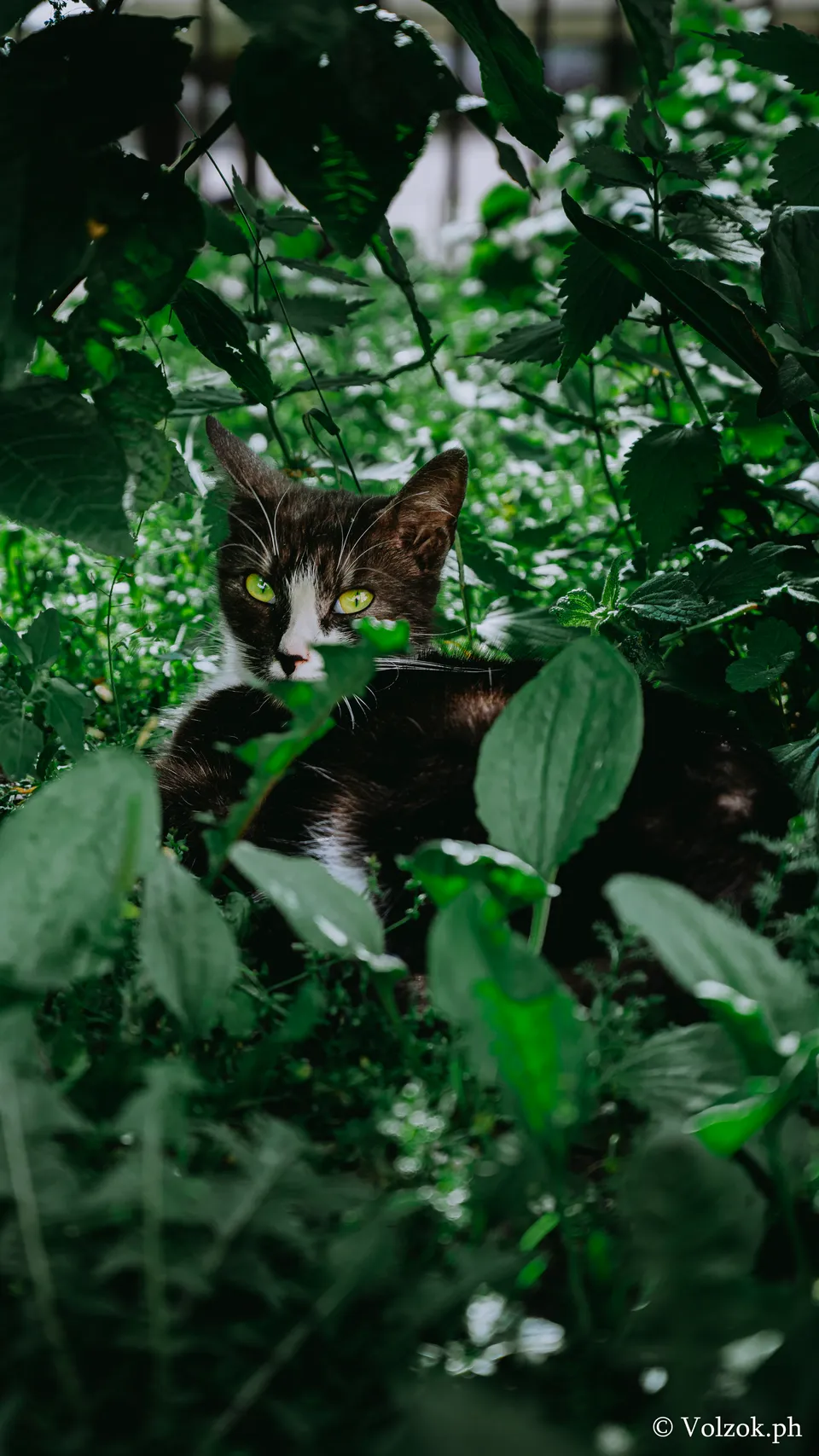 Домашняя кошка, Таврический сад