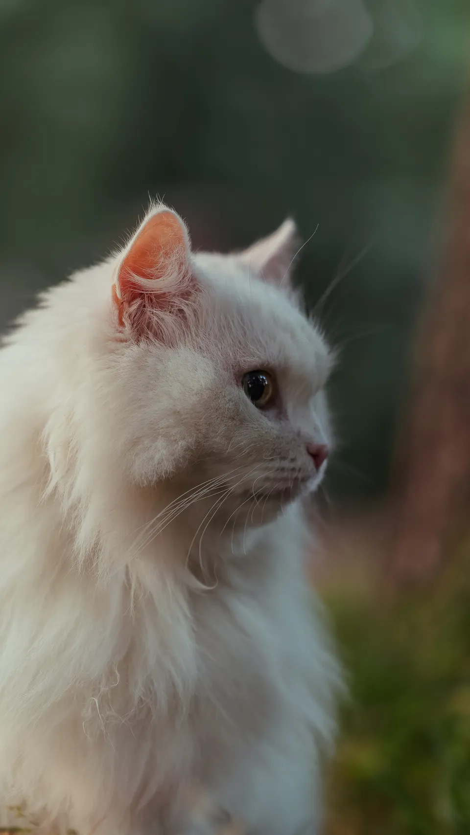 Домашняя кошка, Елагин остров