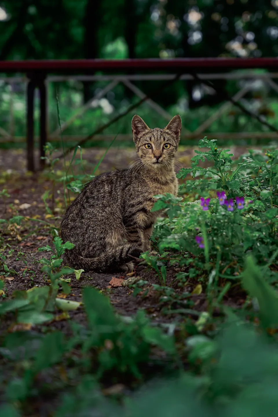 Домашняя кошка, Санкт-Петербург