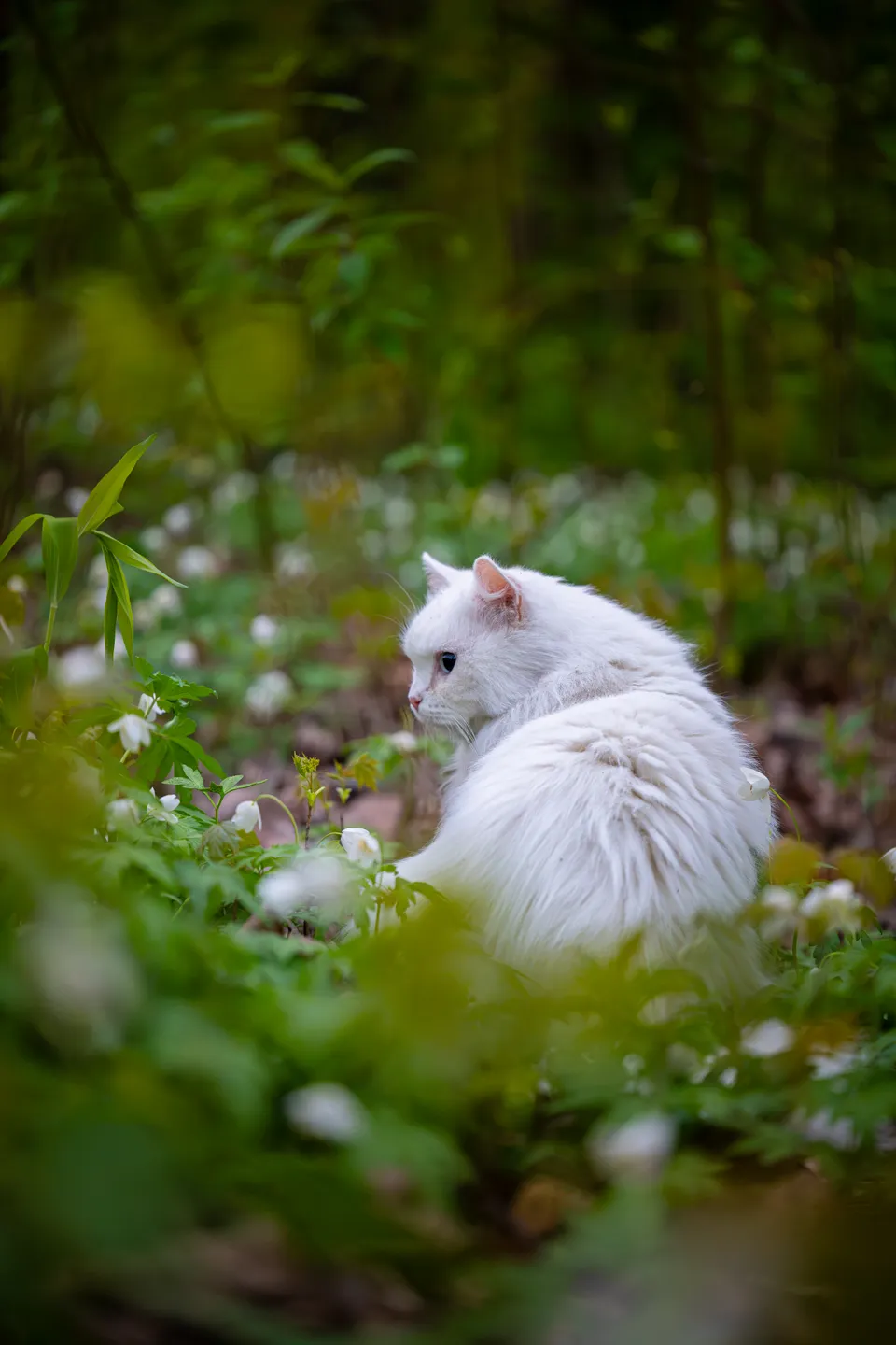 Домашняя кошка, Елагин остров