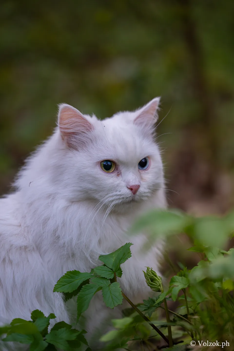 Домашняя кошка, Елагин остров