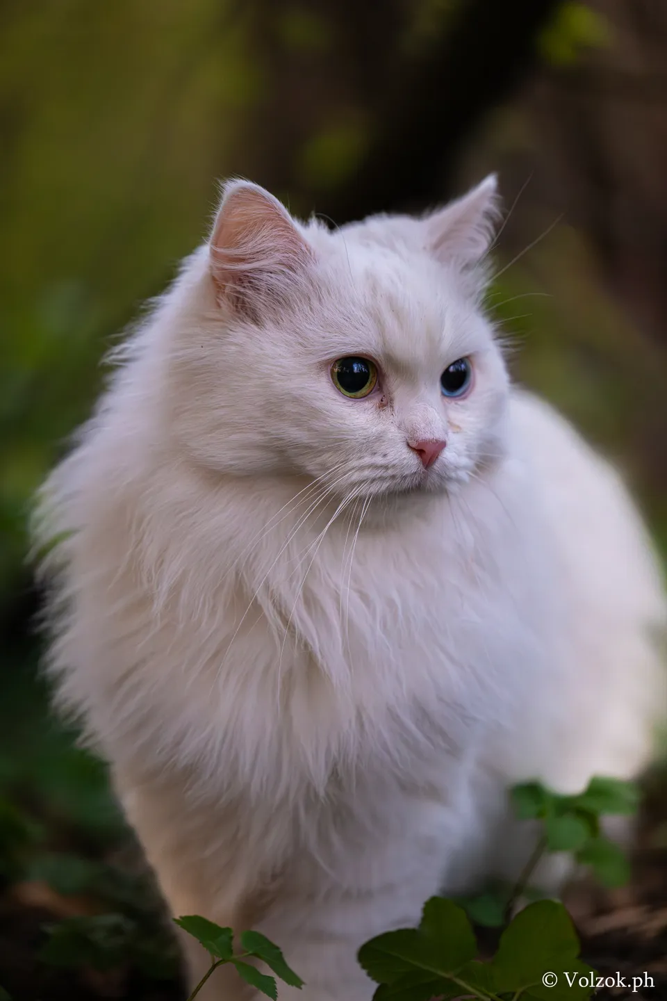 Домашняя кошка, Елагин остров