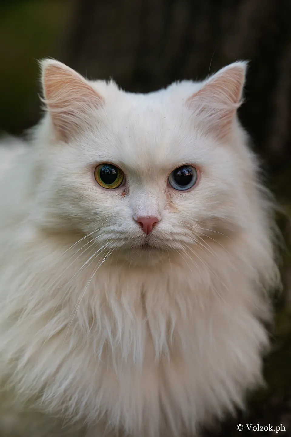 Домашняя кошка, Елагин остров