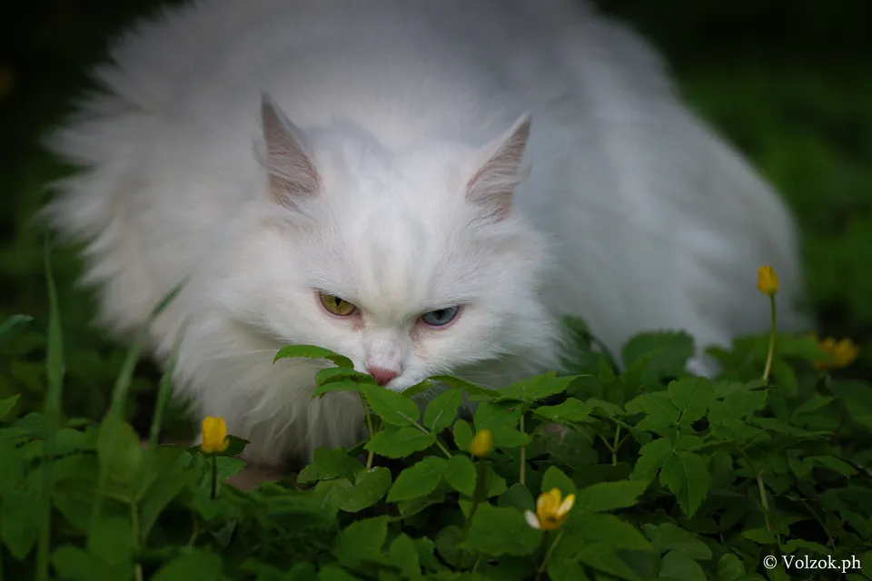 Домашняя кошка, Елагин остров