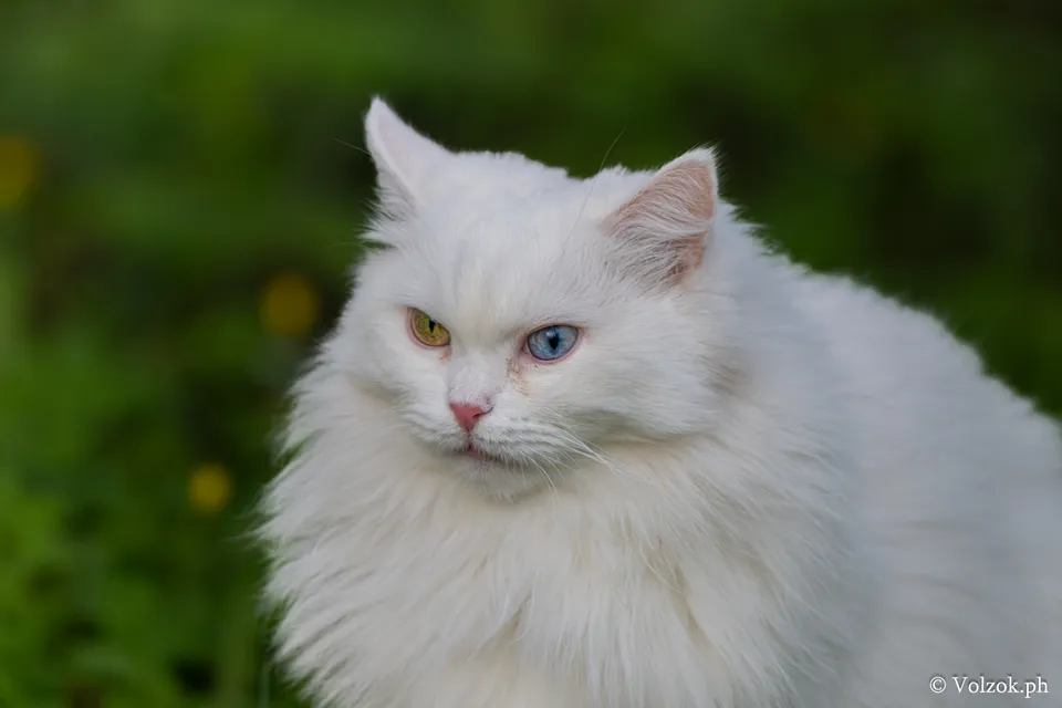 Домашняя кошка, Елагин остров